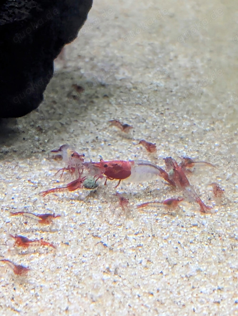 Red Rily