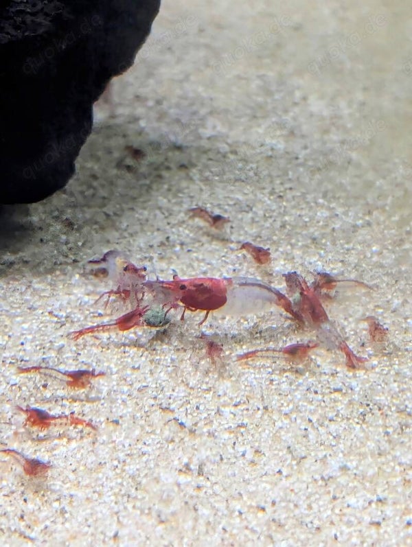Red Rily