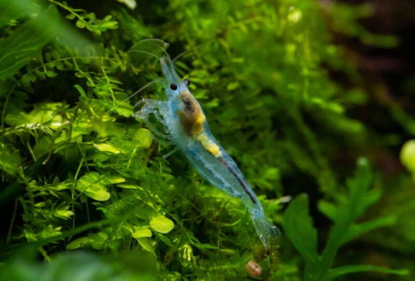 Jelly Blue