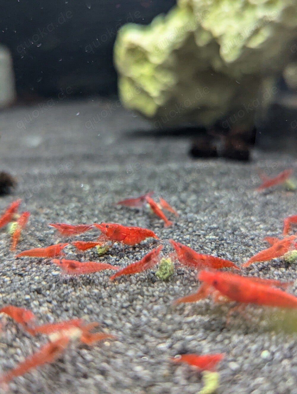 Red Fire