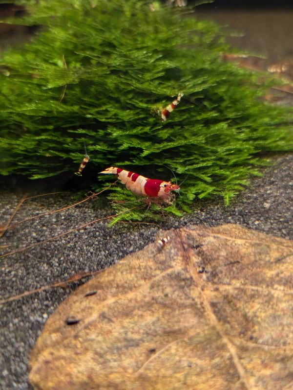 Red Bee