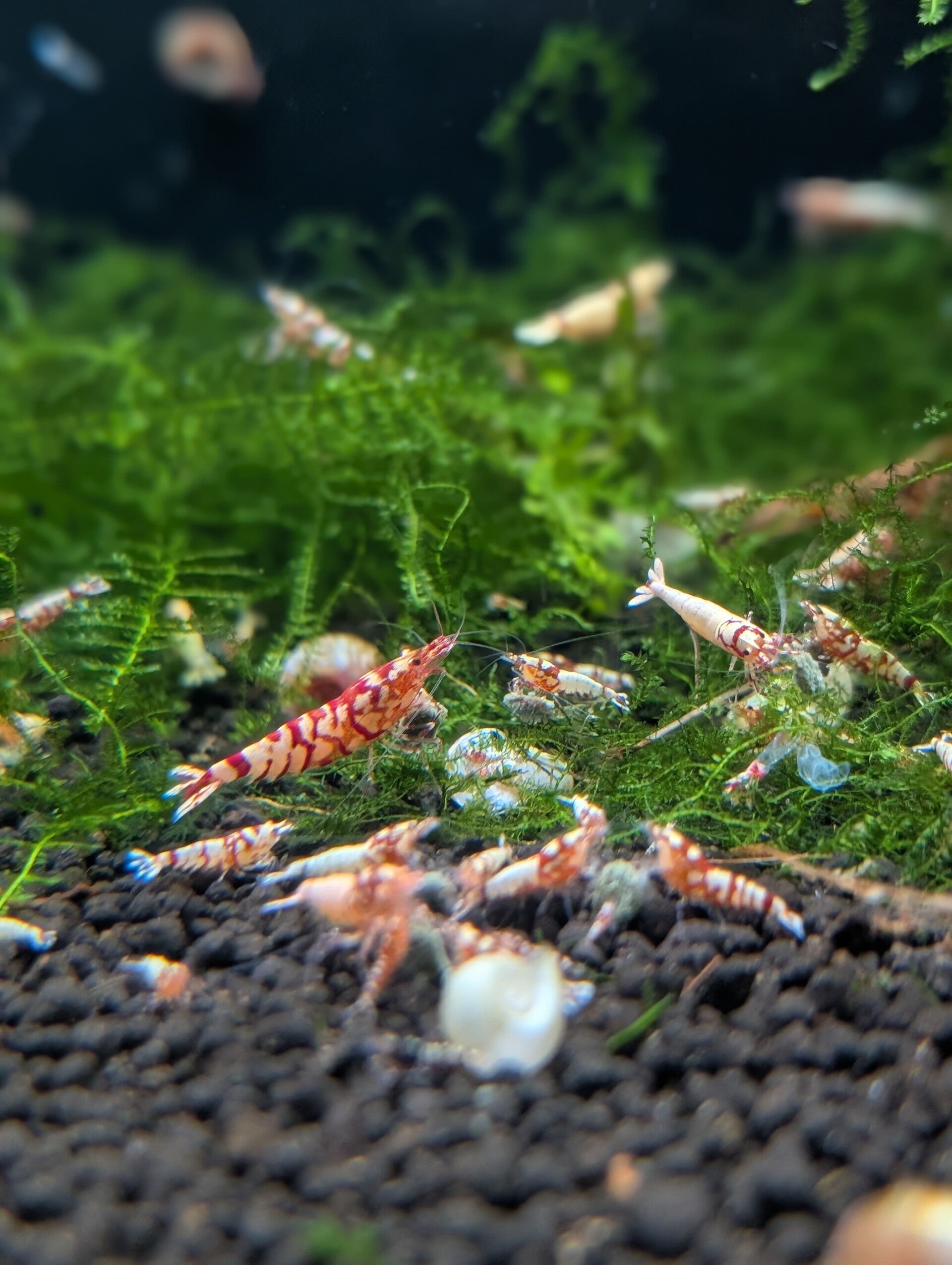 Red Fancy