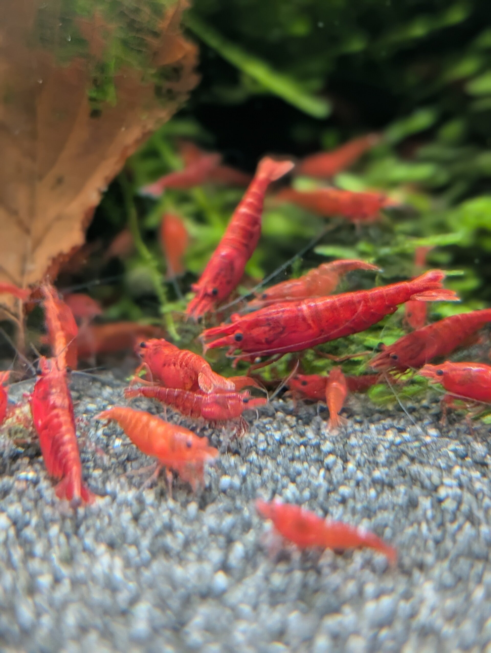 Red Fire