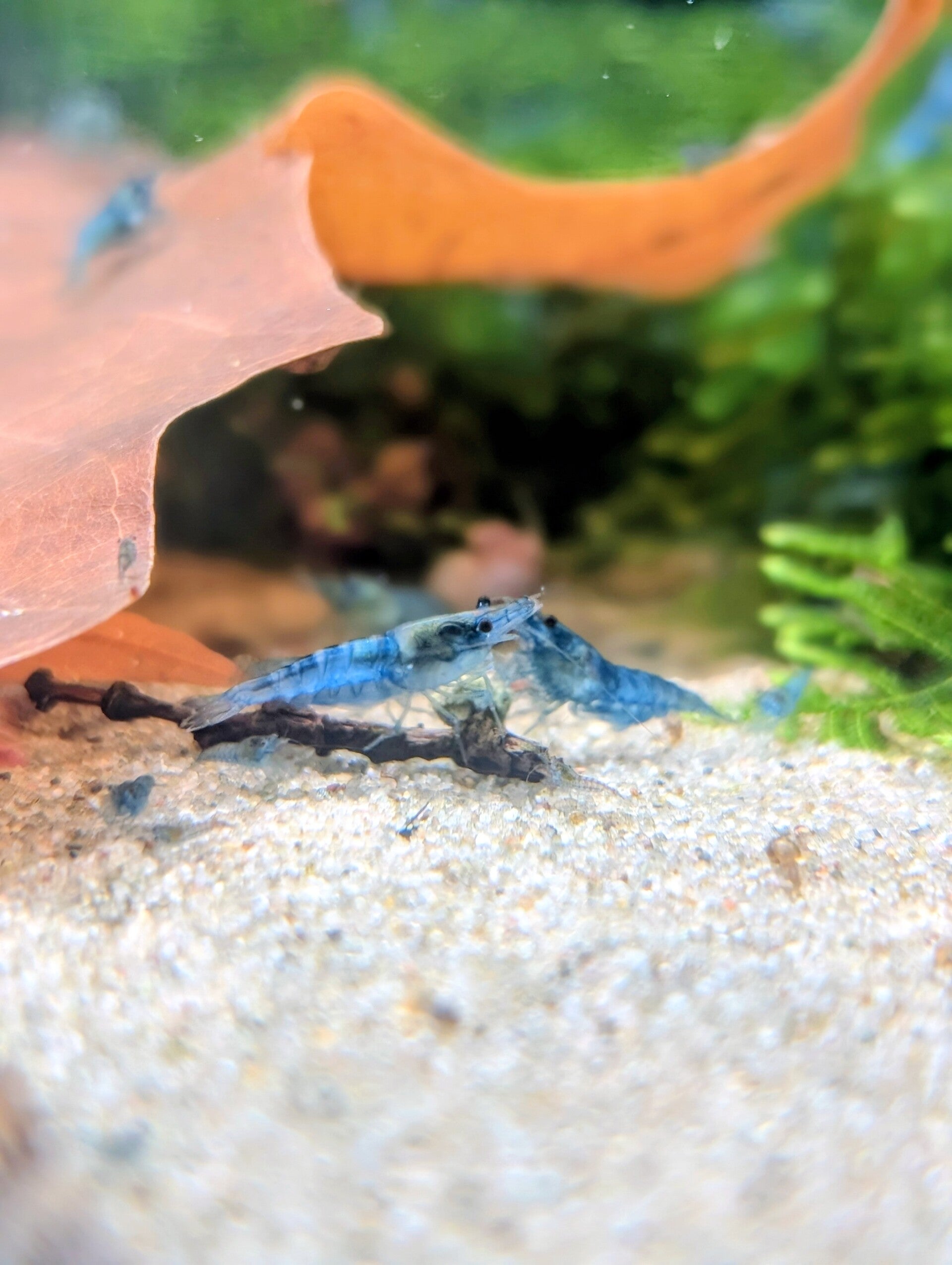 Jelly Blue
