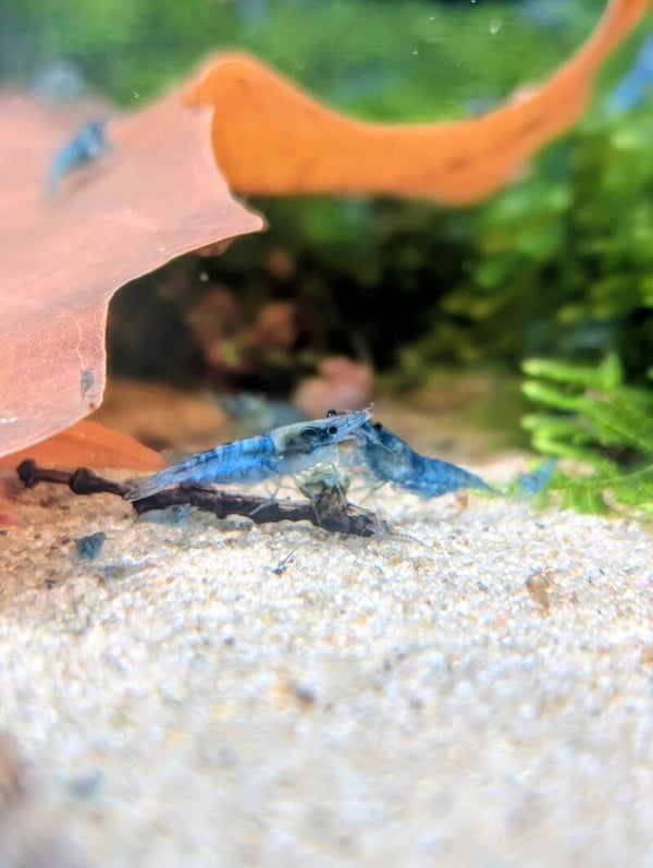 Jelly Blue