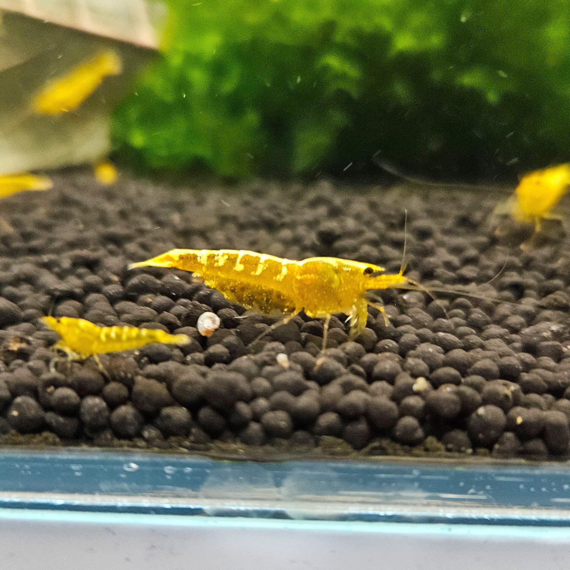 Yellow Galaxy