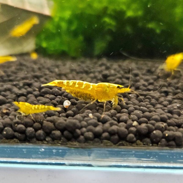 Yellow Galaxy
