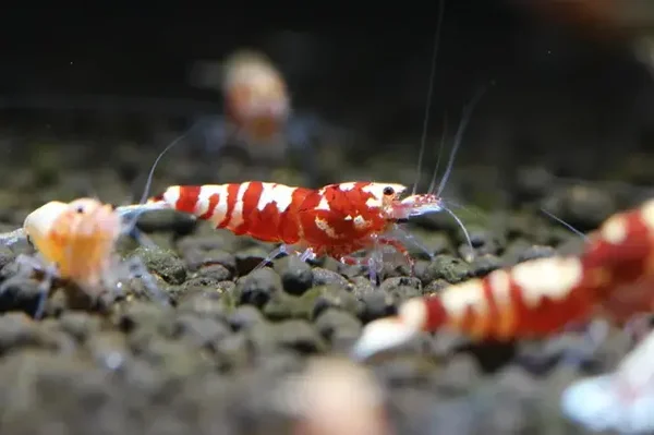 Red Fancy