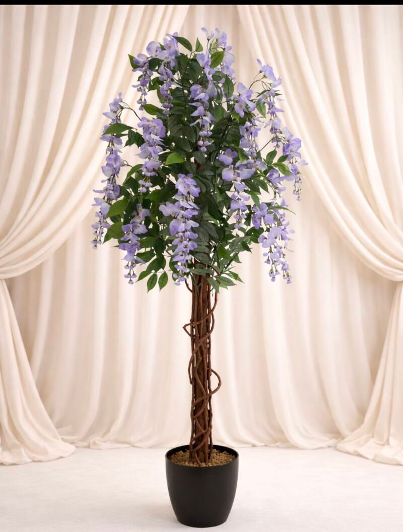 4ft lilac wisteria trees 
