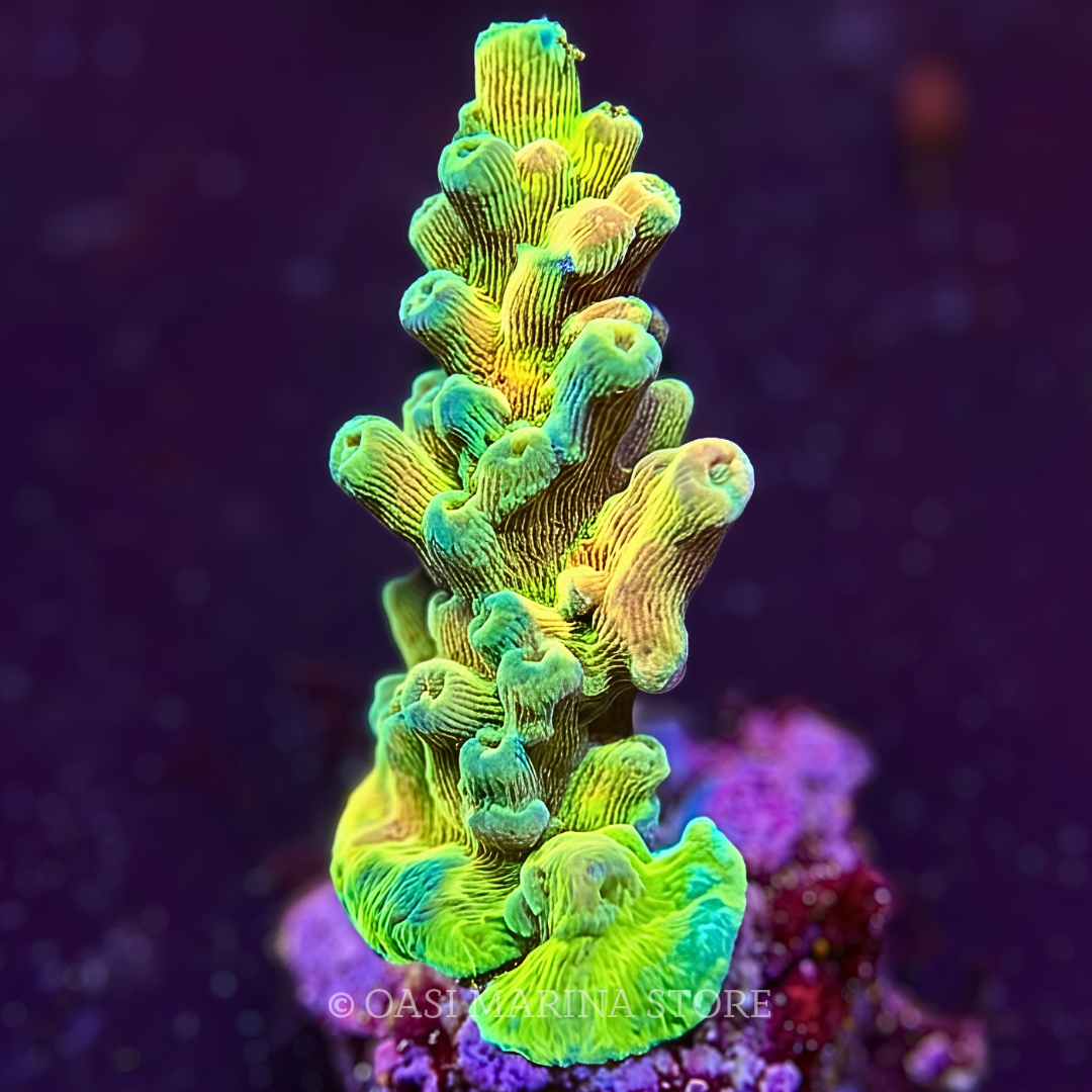 Acropora loripes