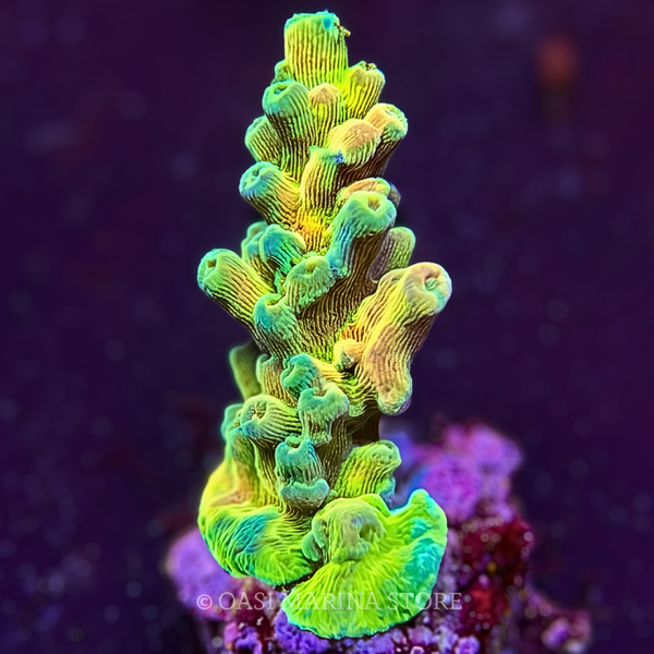 Acropora loripes