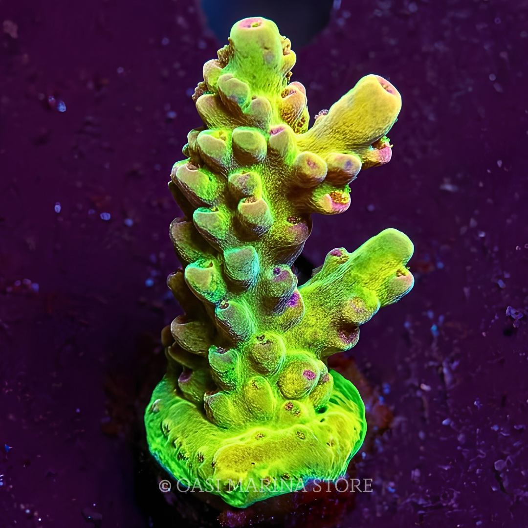 Acropora loripes