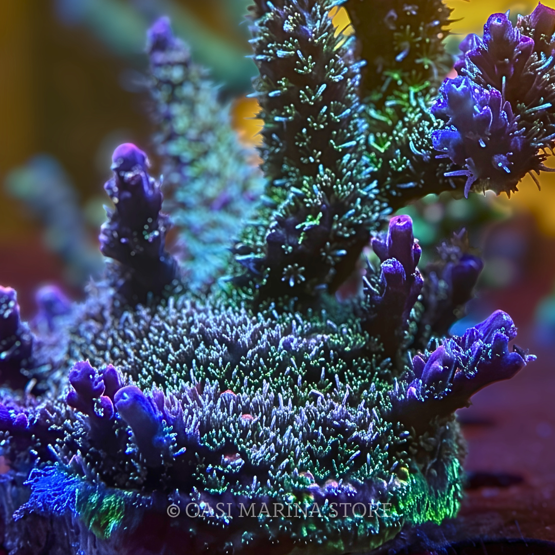 MH Solytarensis acropora SIZE XXL