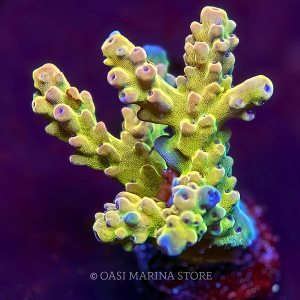 OMS Purple Wood granulosa