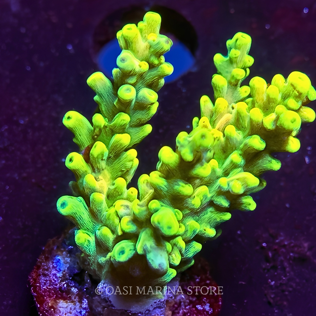 MH Gold Latistella