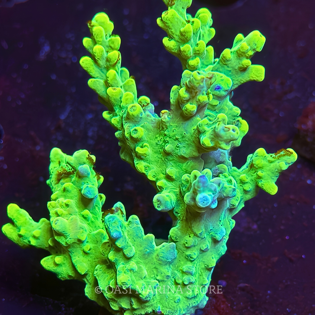 MH Gold Latistella