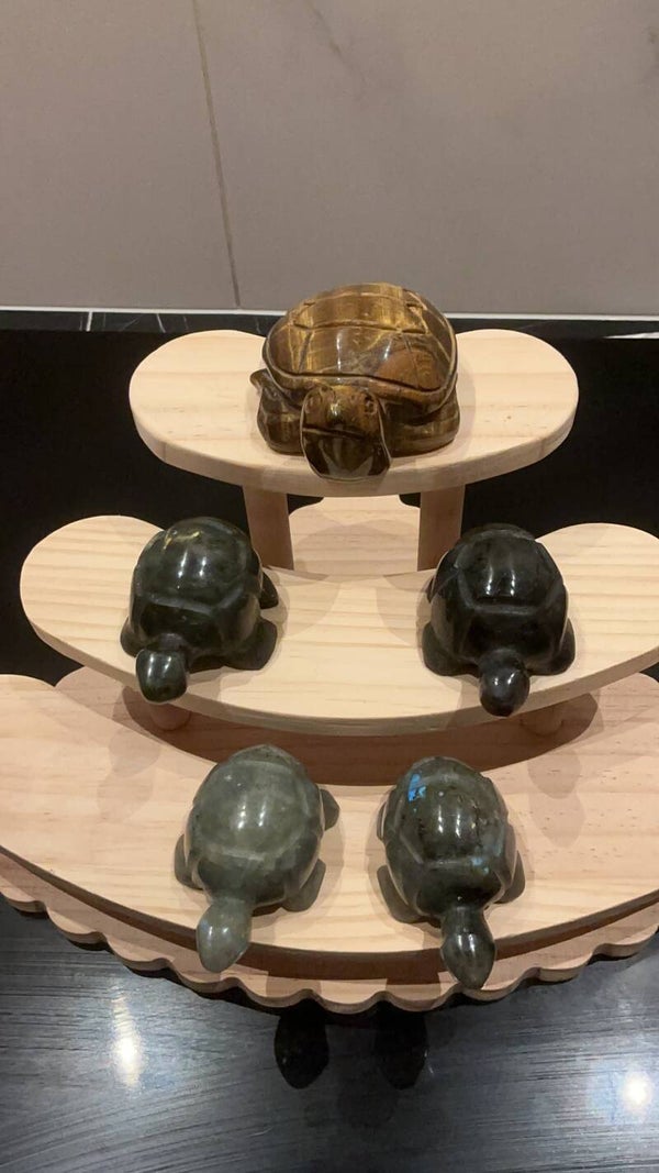 Moderne schildpad familie