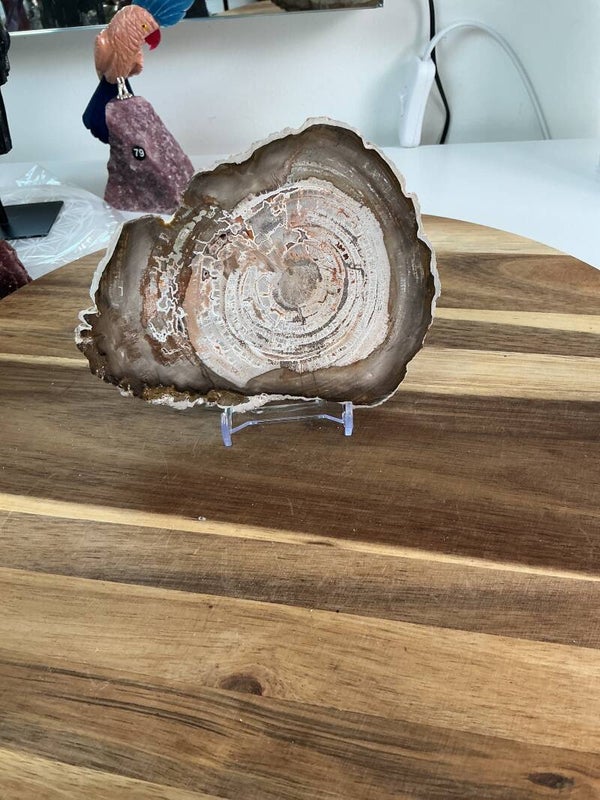 Versteend hout