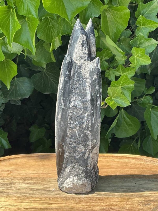 Orthoceras sculptuur