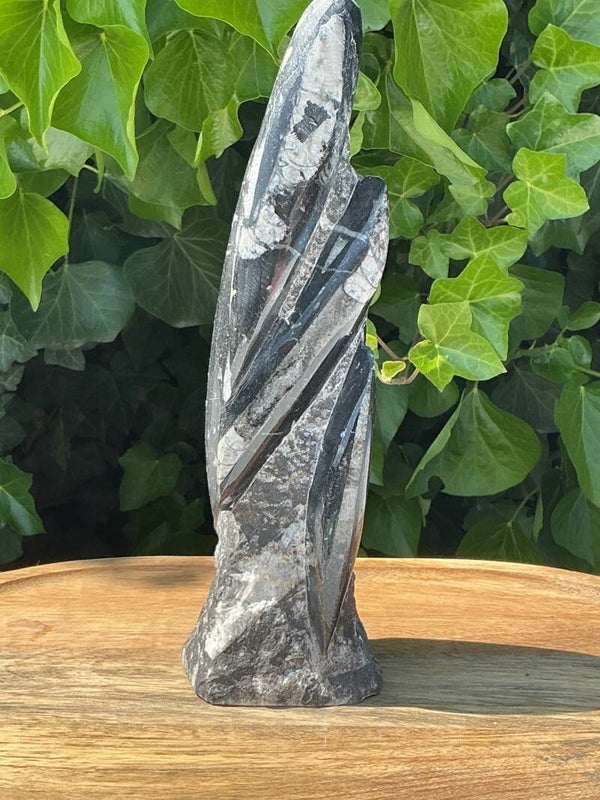 Orthoceras sculptuur