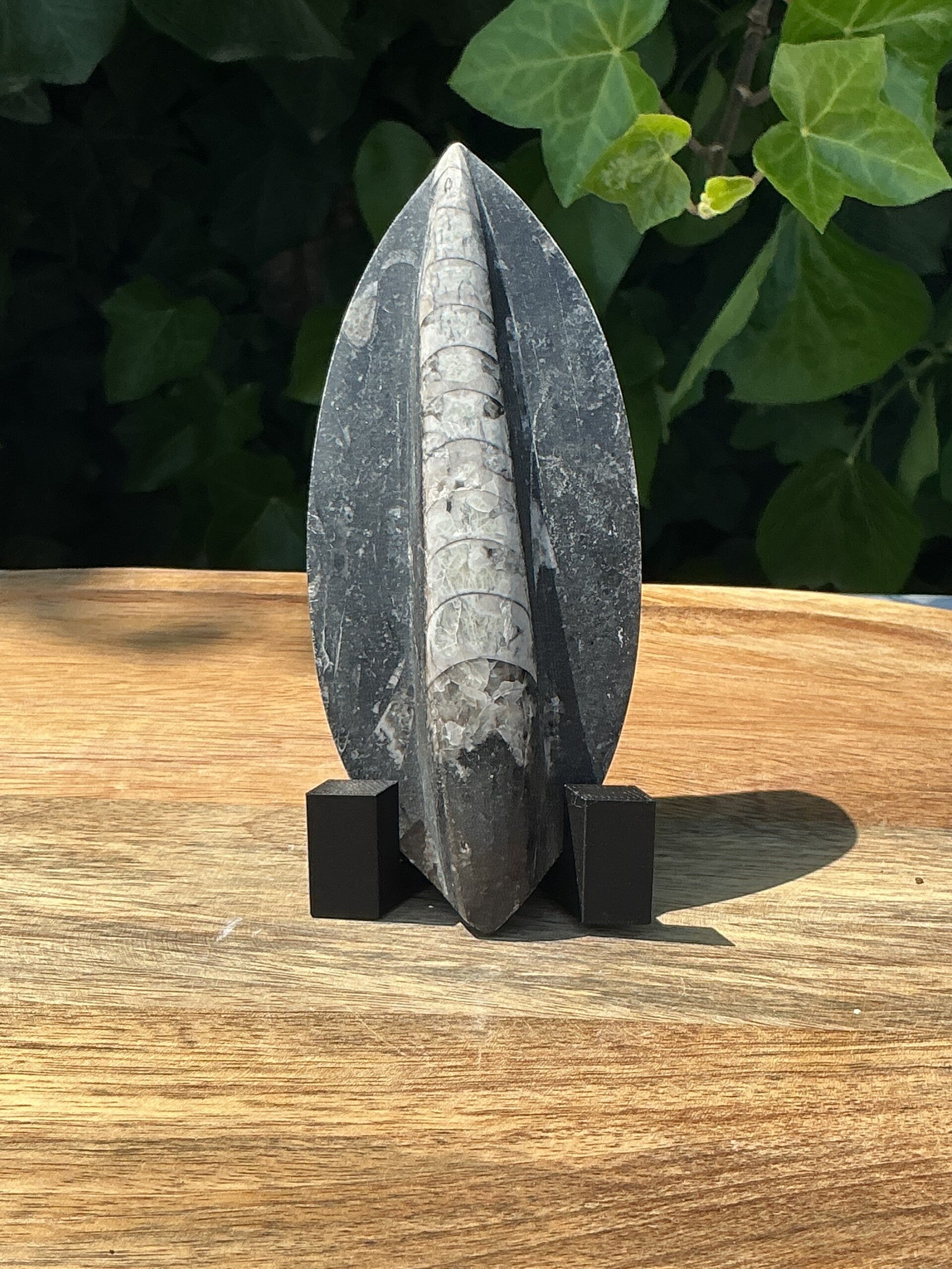 Orthoceras op standaard