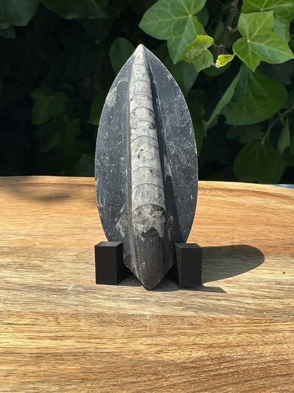 Orthoceras op standaard