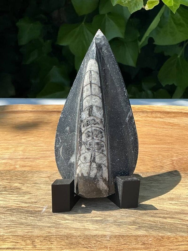 Orthoceras op standaard