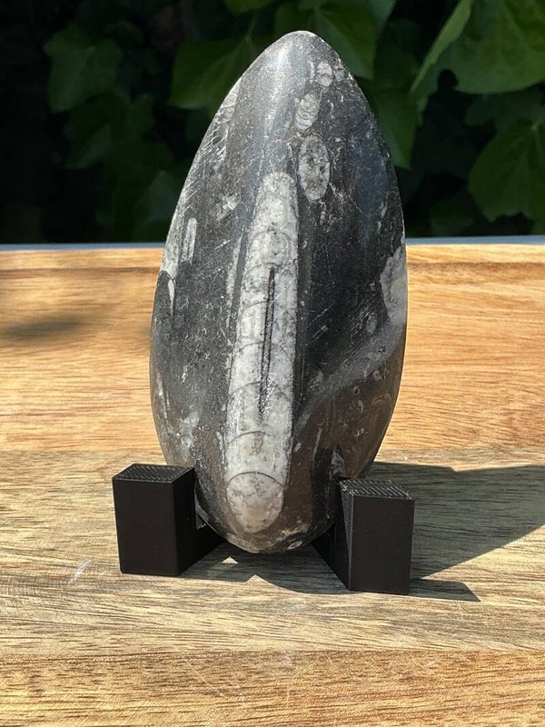 Orthoceras op standaard