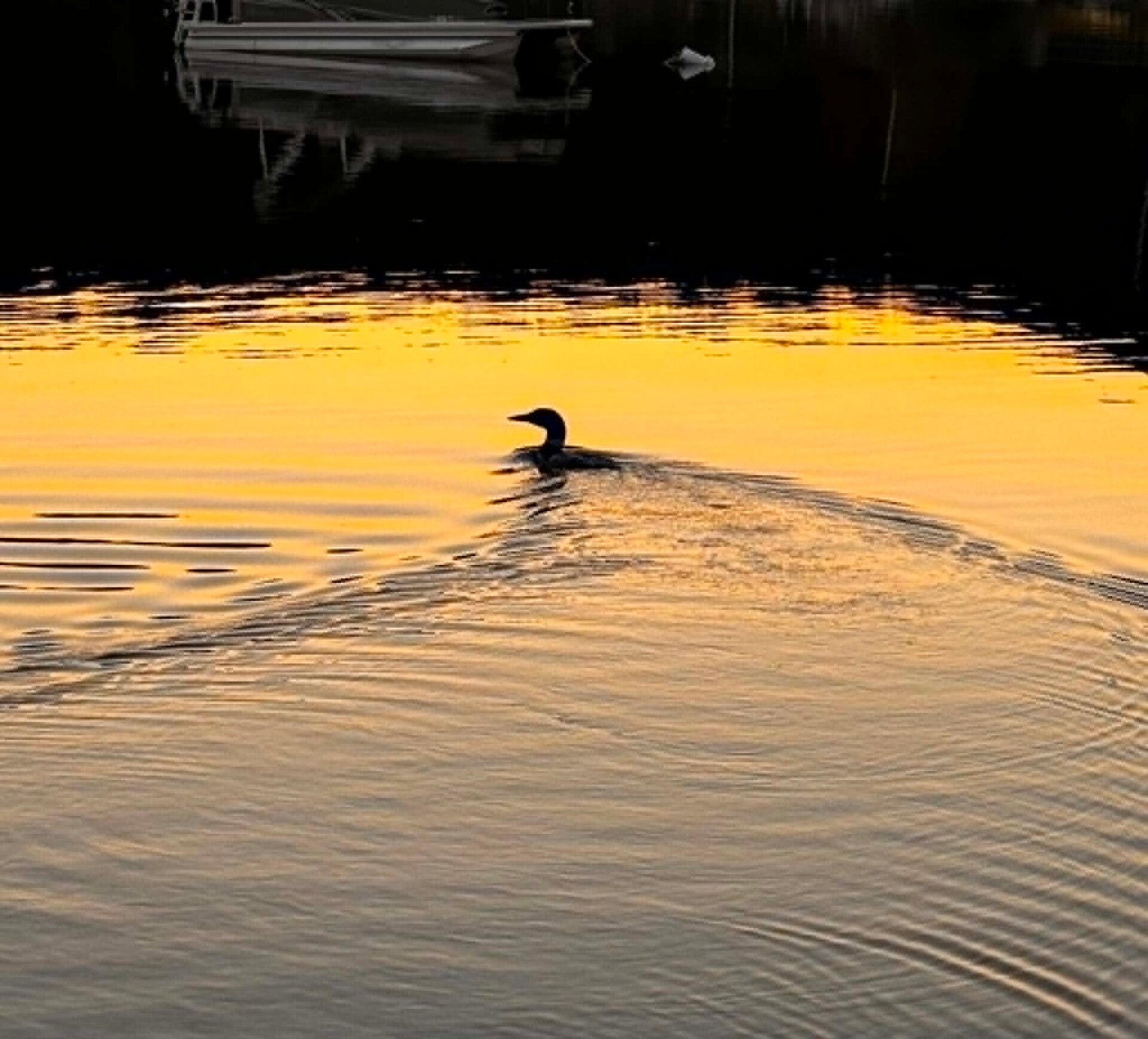 Loon on First Connecticut Lake