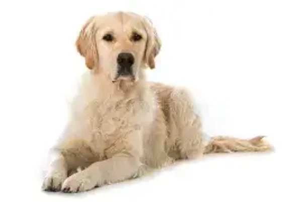 Barfplan- Erwachsener Hund