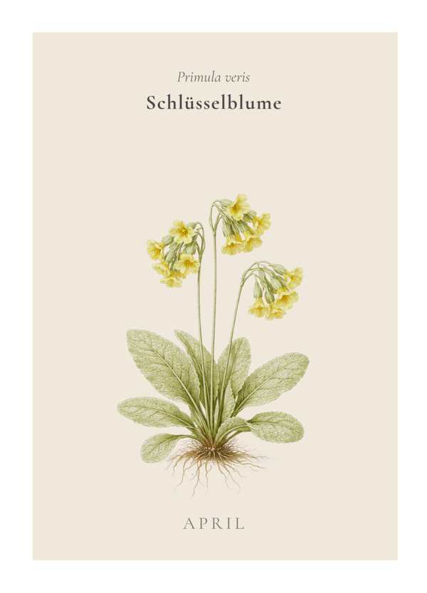 Herbarium poetica - Schlüsselblume