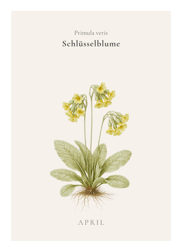 Herbarium poetica - Schlüsselblume