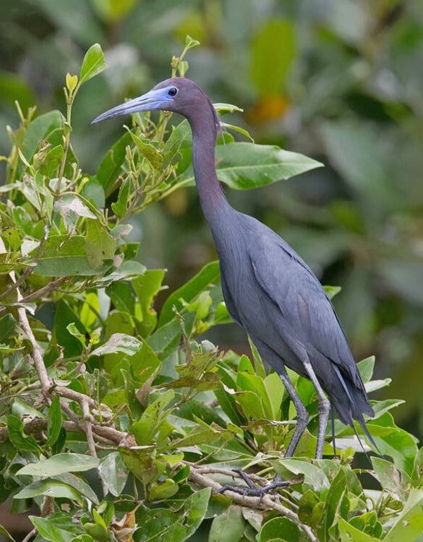 Reiger