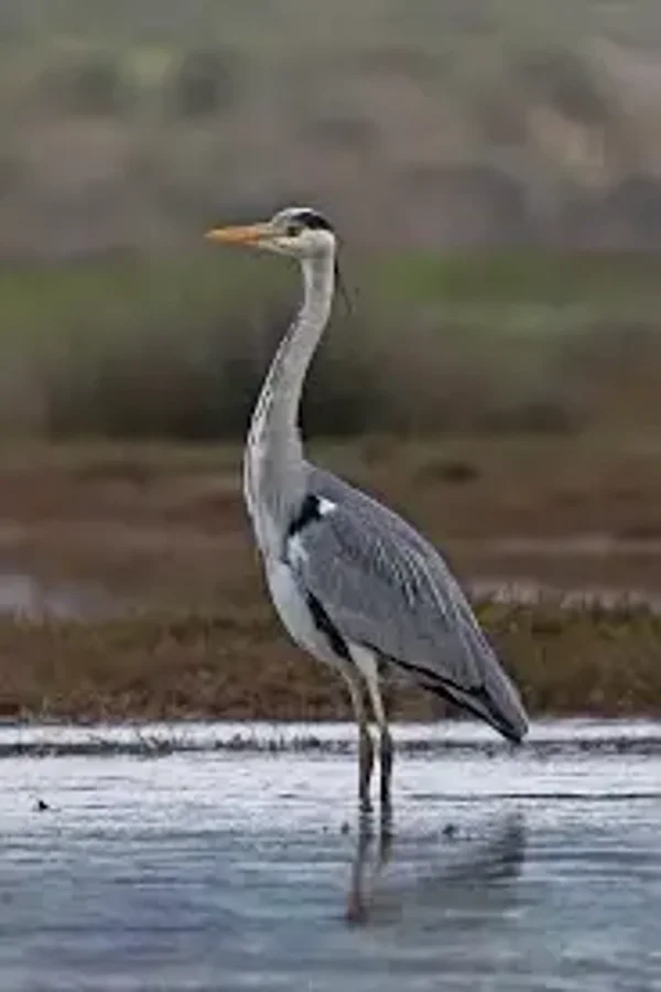 Reiger