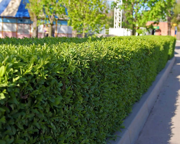 Prunus laurocerasus 'Novita'