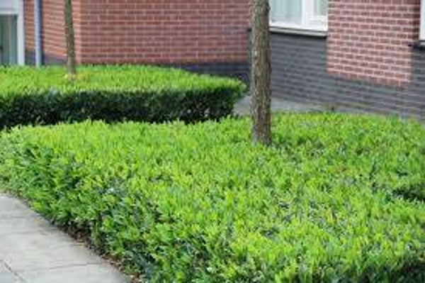 Prunus laurocerasus ‘Otto Luyken’ (Laurierkers ‘Otto Luyken’)