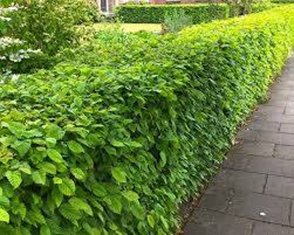 Carpinus betulus (Haagbeuk)