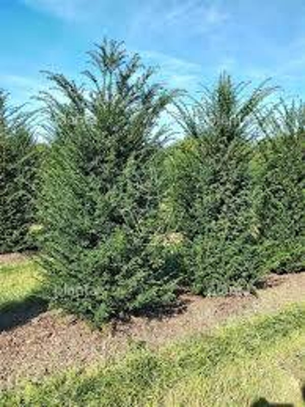 Taxus baccata (Gewone Taxus)
