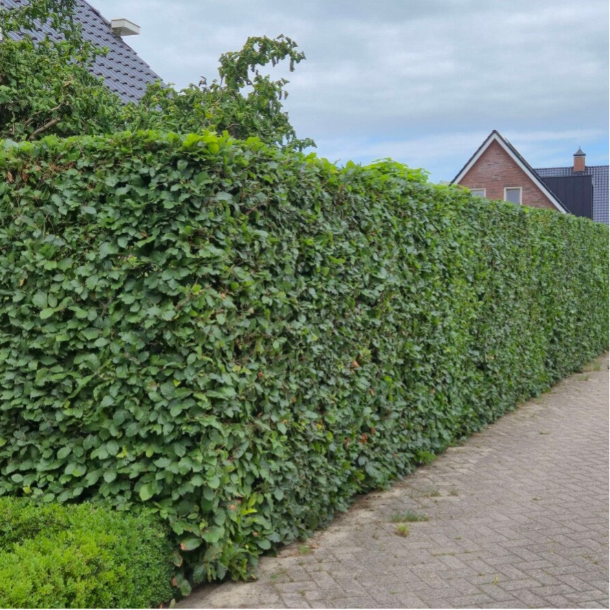 Fagus sylvatica – Groene beukenhaag