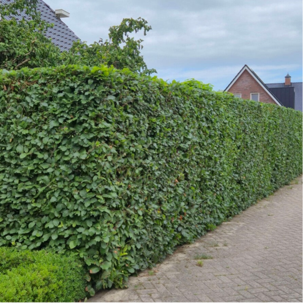 Fagus sylvatica – Groene beukenhaag