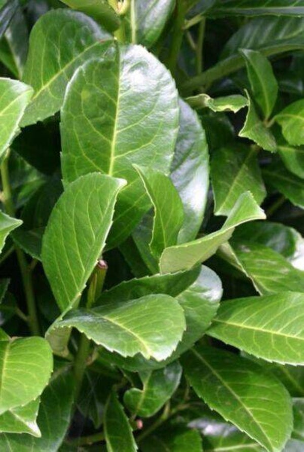 Prunus laurocerasus ‘Etna’ (Laurierkers ‘Etna’)