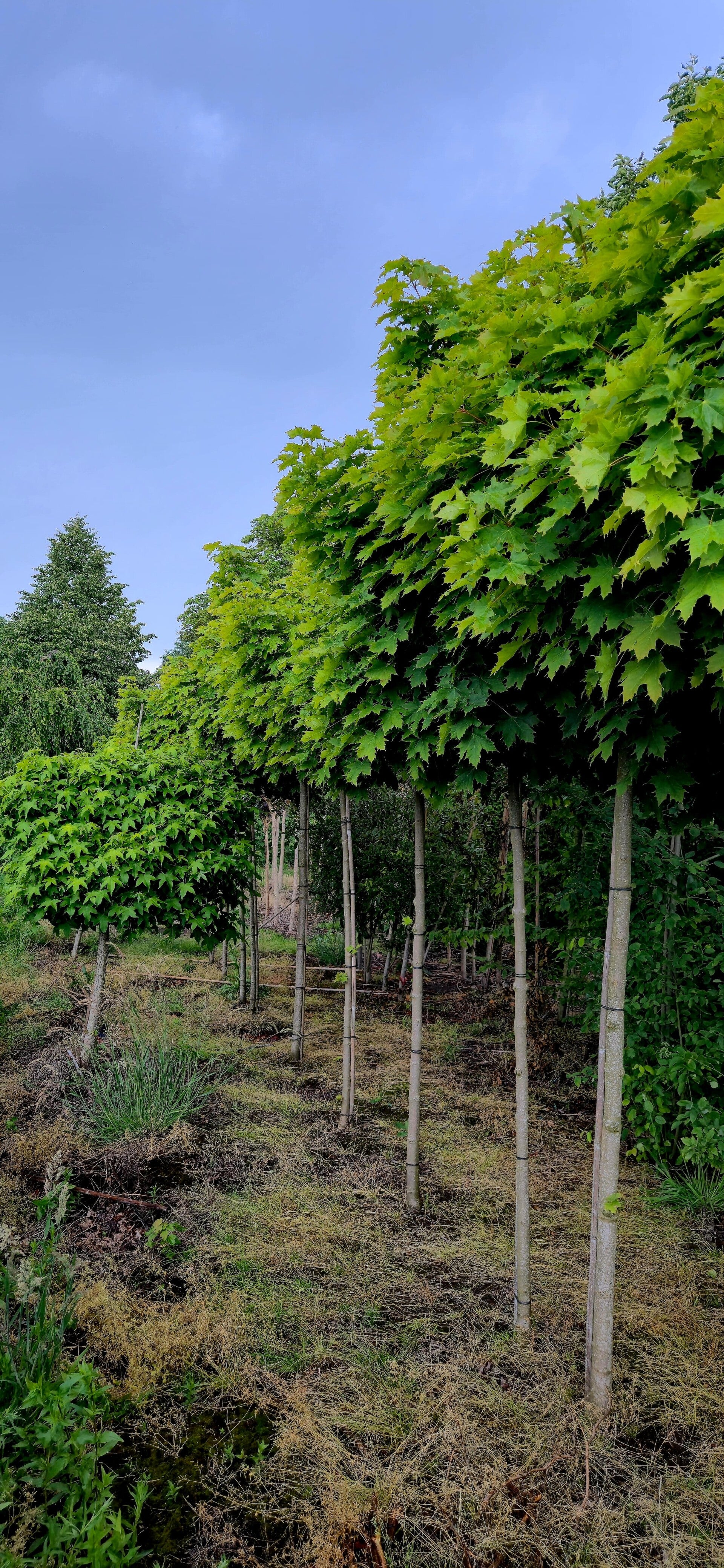 groene bol esdoorn Acer Globosum 200 cm stamhoogte