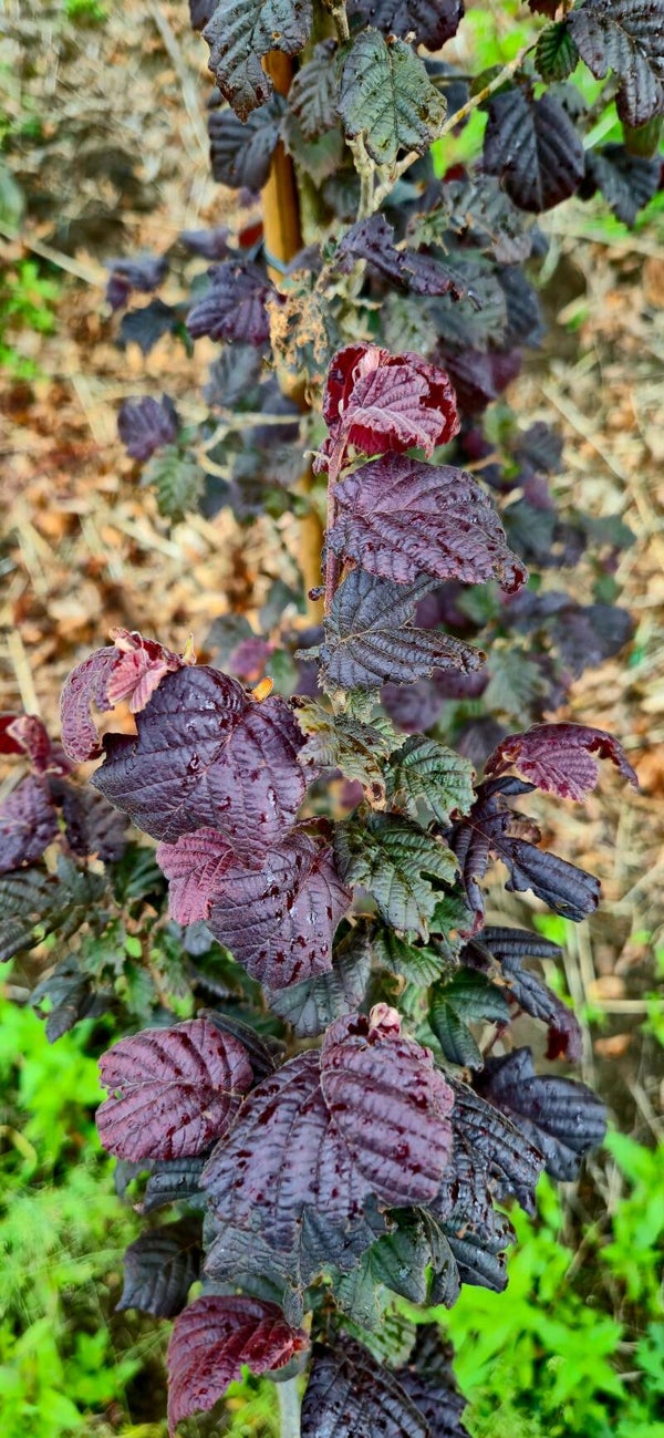 zuilhazelaar corylus av ´Anny`s `purple dream`