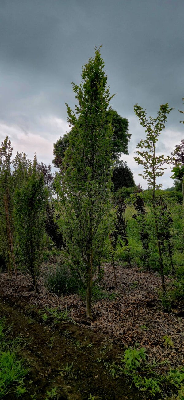 zuilbeuk fagus sylvatica callista
