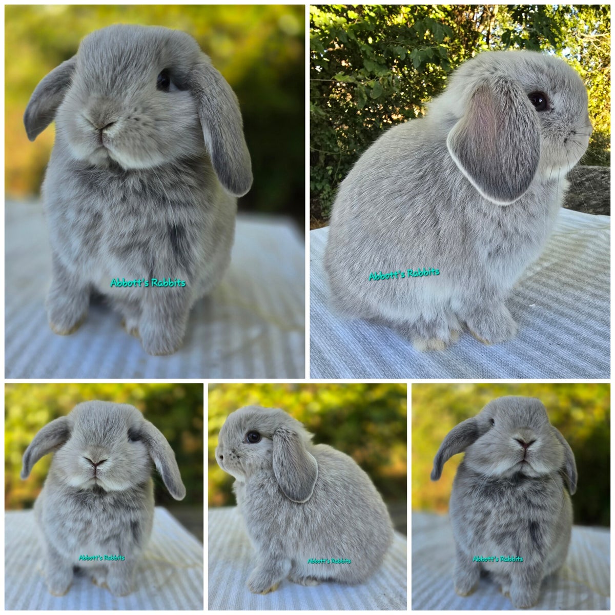 Rabbit Breeds & Info | Abbott's Rabbits