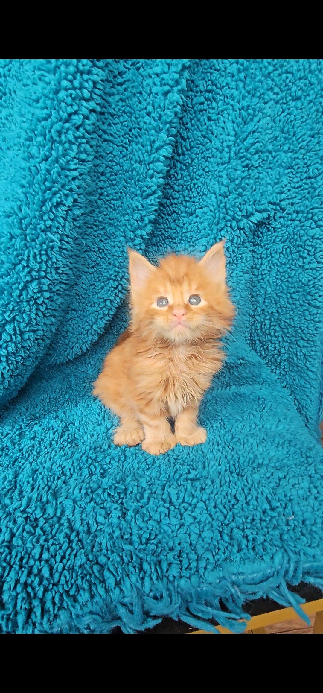 Dylan