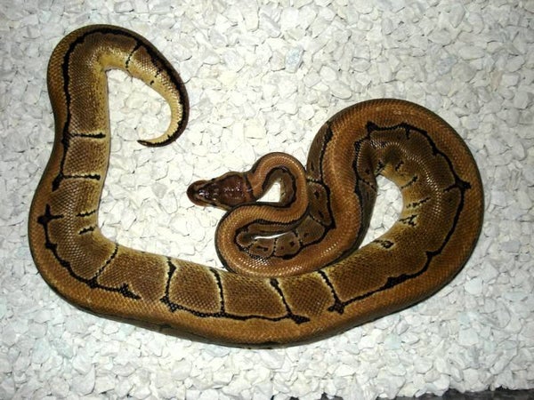 Königspython "Pinstripe" NZ 2025