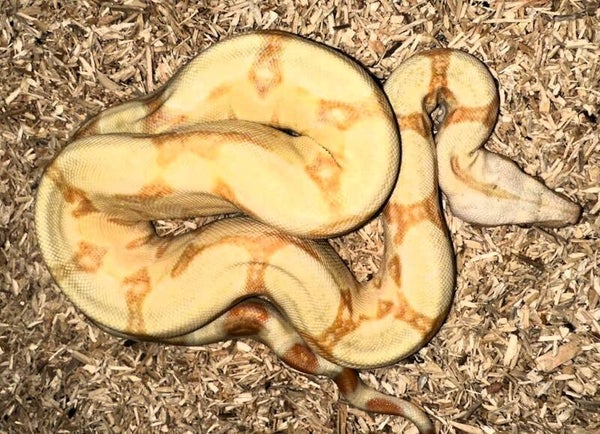 Boa Constrictor Imperator "Albino Sharp" NZ 2024