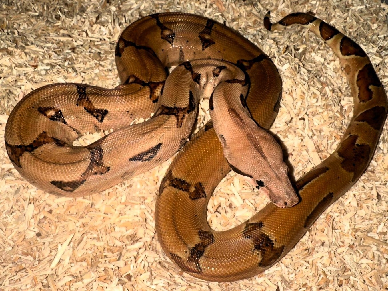 Boa Constrictor Imperator "Salmon" NZ 2024