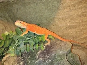Bartagame Sandfire Red NZ 2026